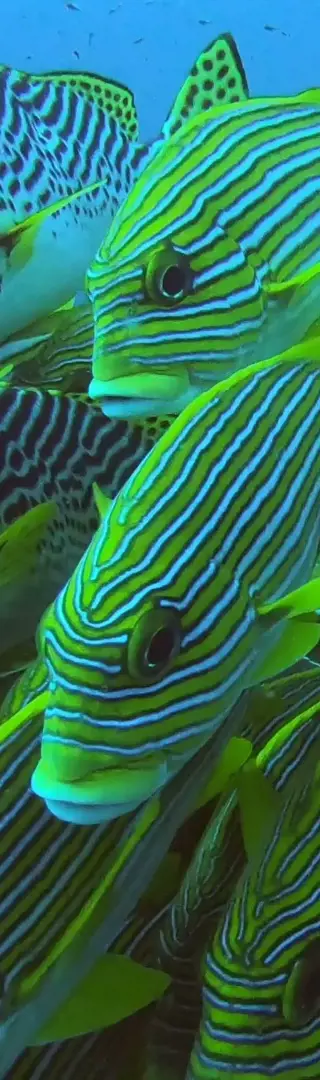 Abgelegene Inselwelt – nahezu unberührt